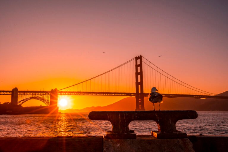 A Seagull At The Red Sunset In The Golden Gate Of San Francisco. United States