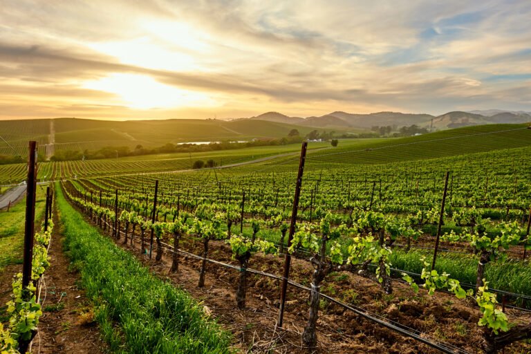 Vineyards At Sunset In California, Usa